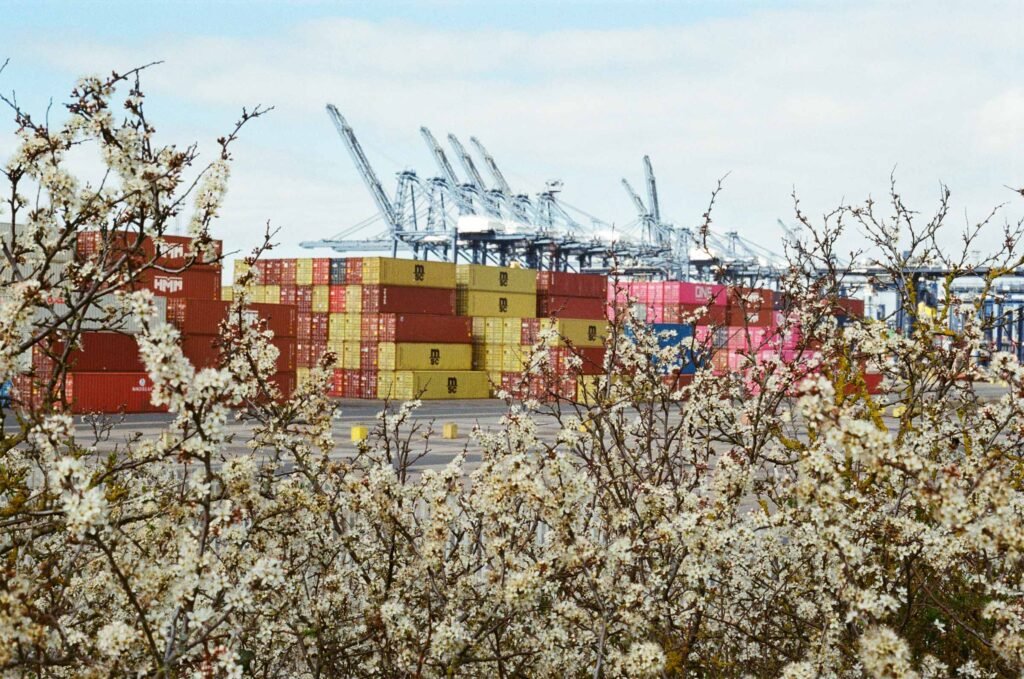 Spring blossom frames stacks of coloured shipping containers and gantry cranes at the Port of Felixstowe, Suffolk