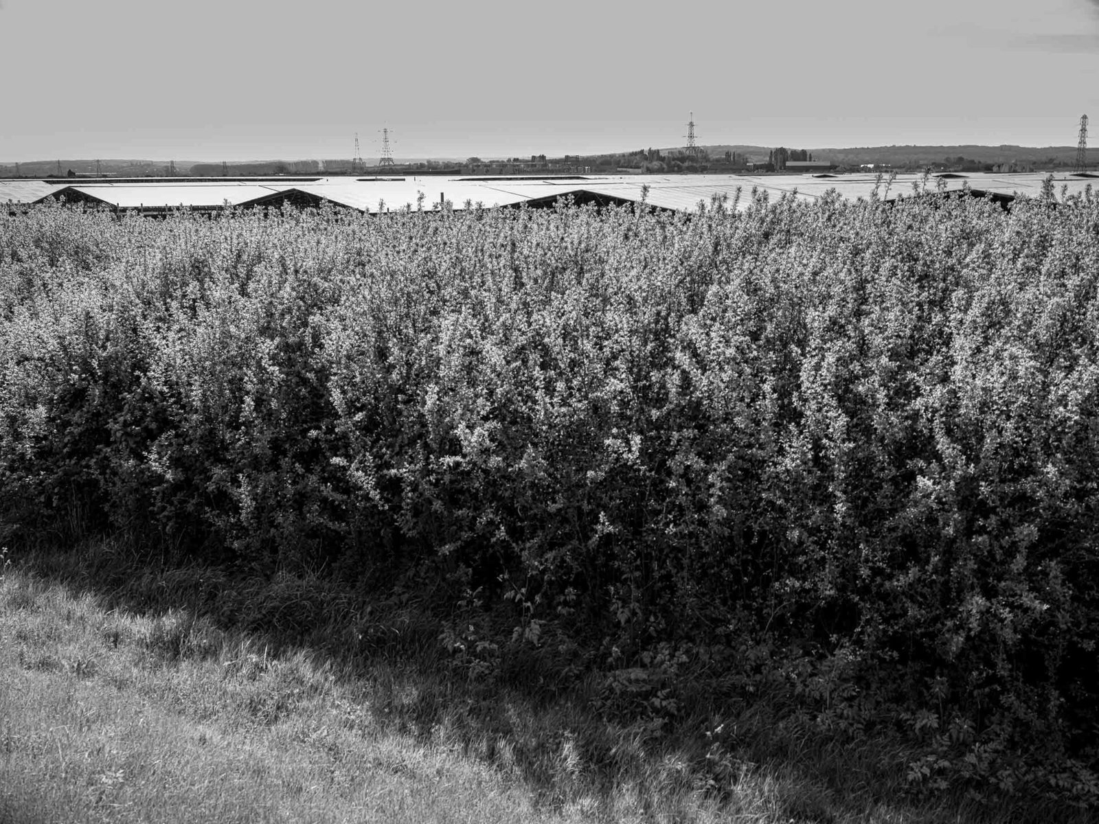 Black and white photograph of flowering hawthorn hedge in front of Cleve Hill Solar Park with electricity pylons on the horizon