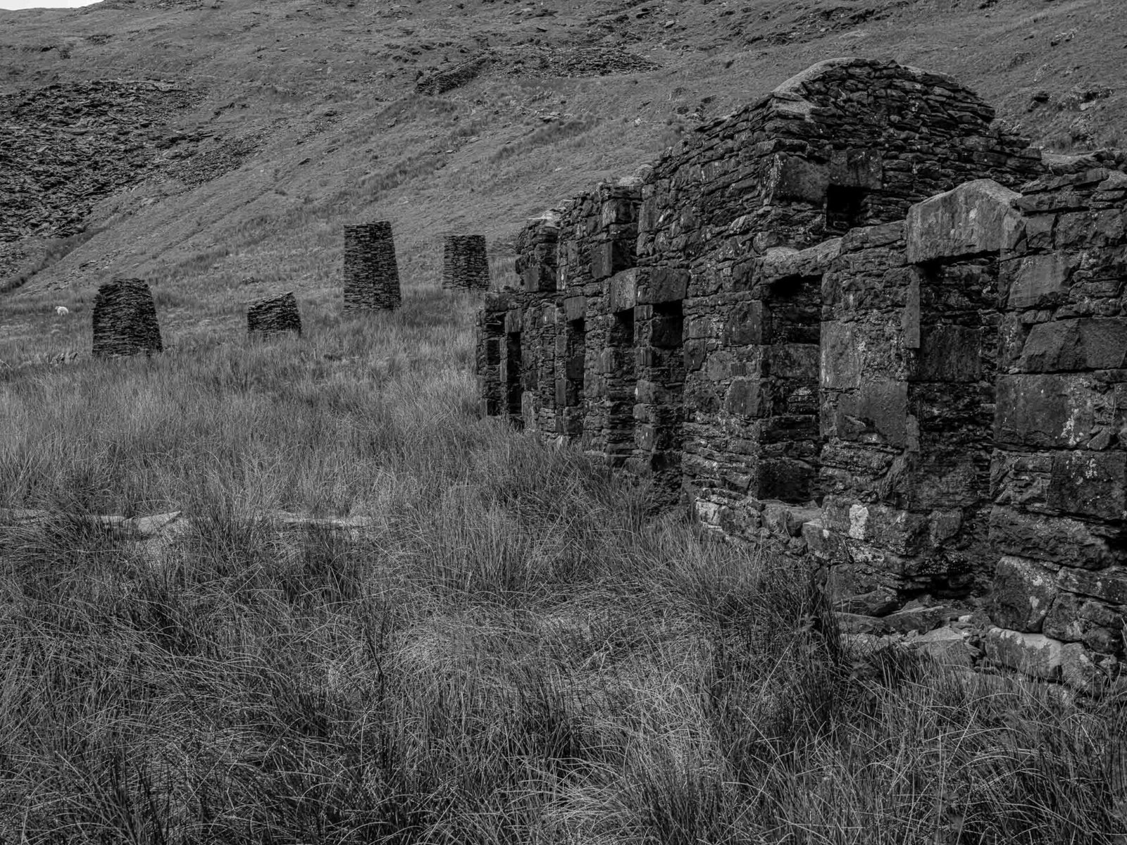 Tall, tapered slate chimney stumps standing alone in rough grass at Cwmorthin Quarry.