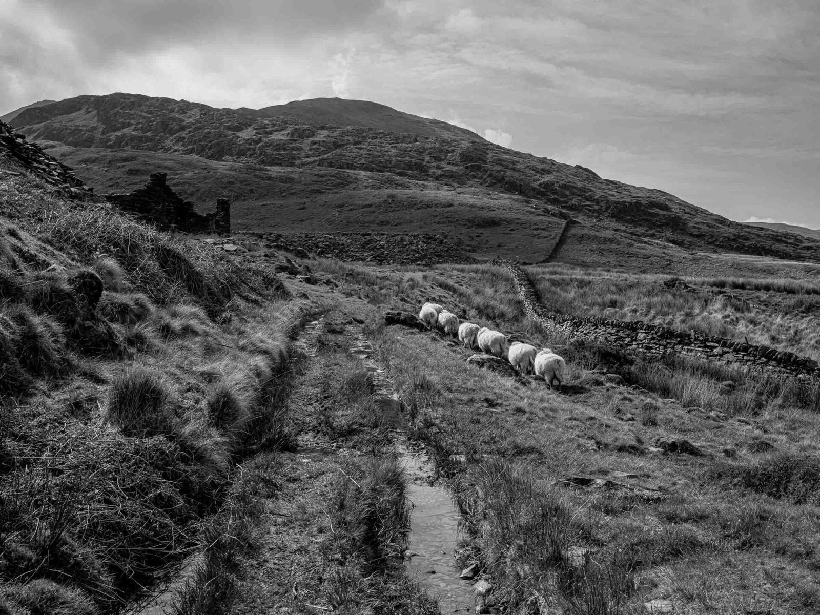 A line of sheep walking along a muddy track past a ruin at Gorseddau Quarry, hills rising behind.
