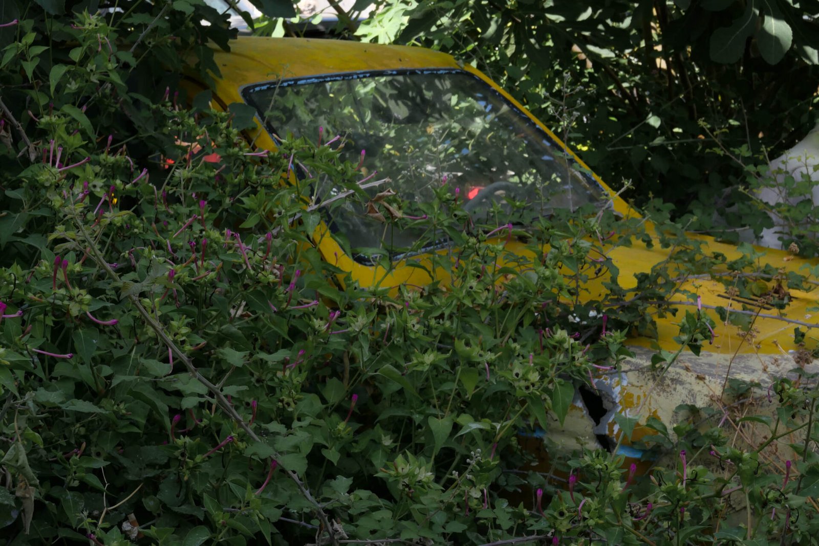 Old yellow car overgrown with pink flowering bindweed on the island of Lefkada, Greece