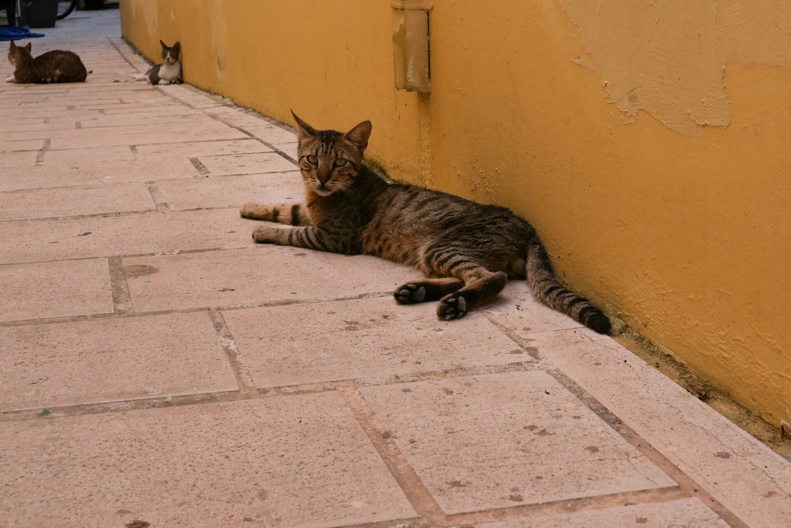 Tabby street cat resting on stone paving against a yellow wall in Lefkada Town, Greece