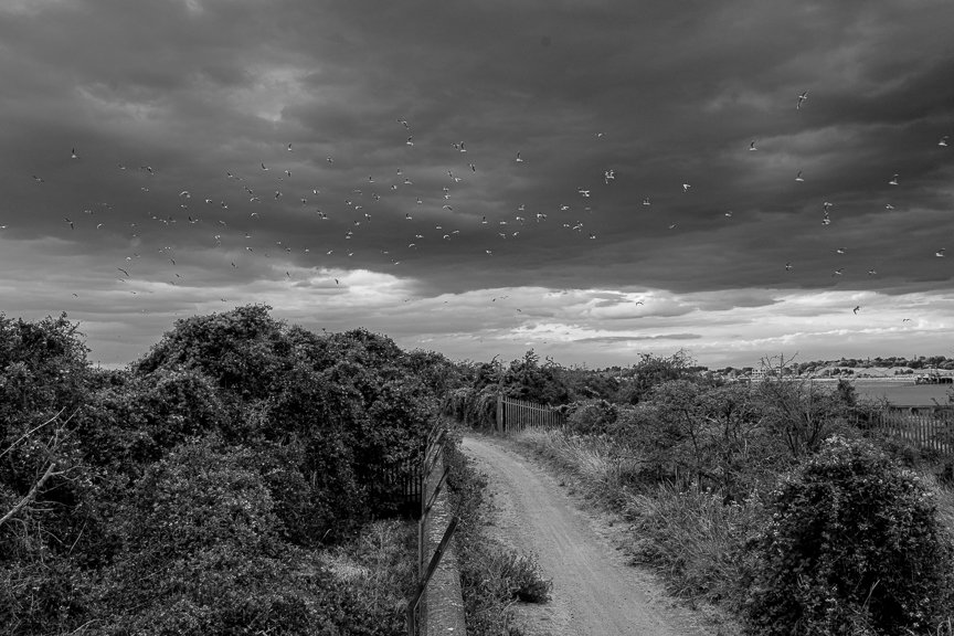 Straight gravel path cutting through marshland and scrub vegetation; sturdy fencing on left; stormy clouded sky above; flock of seabirds visible in flight; about Long Reach sewage works